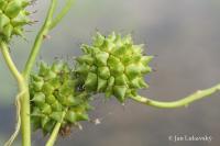 Zevar vzpřímený vejcoplodý (Sparganium erectum subsp oocarpum) Zevar vzpřímený vejcoplodý (Sparganium erectum subsp oocarpum)