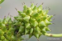 Zevar vzpřímený vejcoplodý (Sparganium erectum subsp oocarpum) Zevar vzpřímený vejcoplodý (Sparganium erectum subsp oocarpum)