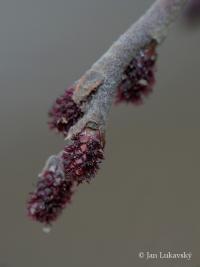 Olše lepkavá (Alnus glutinosa)