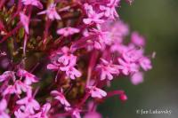 Mavuň červená (Centranthus ruber)