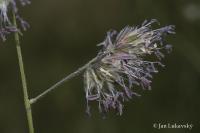 Srha laločnatá (Dactylis glomerata)