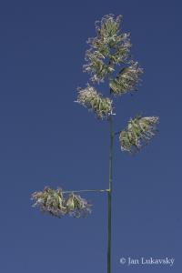 Srha laločnatá (Dactylis glomerata)