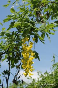 Štědřenec alpský (Laburnum alpinum)