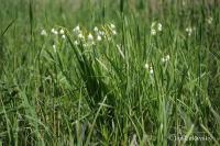 Bledule letní (Leucojum aestivum)