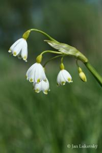 Bledule letní (Leucojum aestivum)