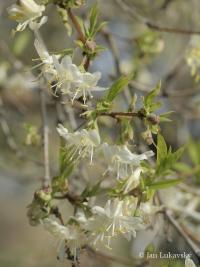 Zimolez vonný (Lonicera fragrantissima)