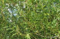 Vrba košíkářská (Salix viminalis)