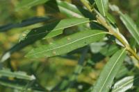 Vrba košíkářská (Salix viminalis)