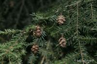 Tsuga kanadská (Tsuga canadensis)