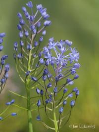 Ladoňka luční (Nectaroscilla litardierei)