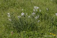 Narcis bílý (Narcissus poeticus subsp radiiflorus) Narcis bílý (Narcissus poeticus subsp radiiflorus)