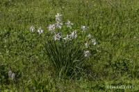 Narcis bílý (Narcissus poeticus subsp radiiflorus) Narcis bílý (Narcissus poeticus subsp radiiflorus)