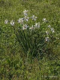 Narcis bílý (Narcissus poeticus subsp radiiflorus) Narcis bílý (Narcissus poeticus subsp radiiflorus)
