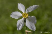 Narcis bílý (Narcissus poeticus subsp radiiflorus) Narcis bílý (Narcissus poeticus subsp radiiflorus)