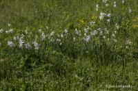 Narcis bílý (Narcissus poeticus subsp radiiflorus) Narcis bílý (Narcissus poeticus subsp radiiflorus)