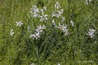 Narcis bílý (Narcissus poeticus subsp radiiflorus) Narcis bílý (Narcissus poeticus subsp radiiflorus)