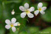 Pryskyřník platanolistý (Ranunculus platanifolius) Pryskyřník platanolistý (Ranunculus platanifolius)