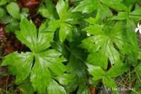 Pryskyřník platanolistý (Ranunculus platanifolius) Pryskyřník platanolistý (Ranunculus platanifolius)