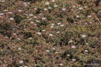 Kosmatec krystalový (Mesembryanthemum crystallinum) Kosmatec krystalový (Mesembryanthemum crystallinum)