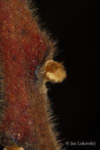 Škumpa ocetná (Rhus typhina)