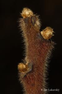 Škumpa ocetná (Rhus typhina)