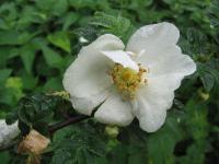 Růže hedvábitá křídlatá (Rosa sericea var pteracantha)