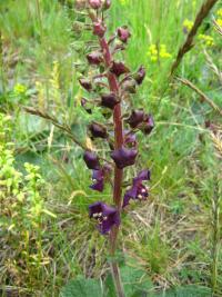 Divizna brunátná (Verbascum phoeniceum)