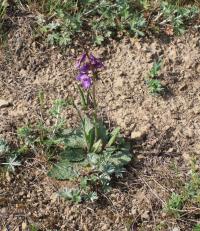 Divizna brunátná (Verbascum phoeniceum)