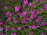 Hvozdík kropenatý (Dianthus deltoides)