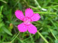 Hvozdík kropenatý (Dianthus deltoides)
