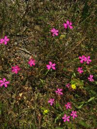 Hvozdík kropenatý (Dianthus deltoides)