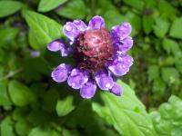 Černohlávek obecný (Prunella vulgaris)