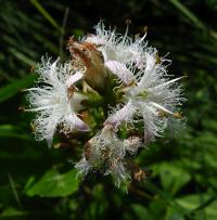 Vachta trojlistá (Menyanthes trifoliata)
