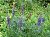Oměj horský (Aconitum napellus)