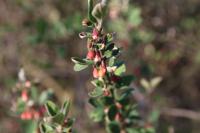 Skalník celokrajný (Cotoneaster integerrimus)