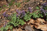 Dymnivka plná (Corydalis solida)