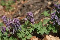 Dymnivka plná (Corydalis solida)