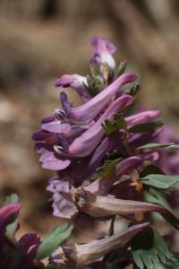 Dymnivka plná (Corydalis solida)