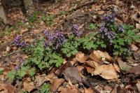 Dymnivka plná (Corydalis solida)