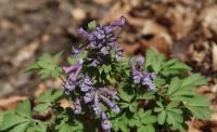 Dymnivka plná (Corydalis solida)