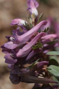 Dymnivka plná (Corydalis solida)