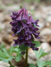 Dymnivka plná (Corydalis solida)