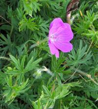 Kakost krvavý (Geranium sanguineum)