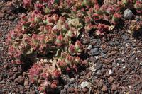 Kosmatec krystalový (Mesembryanthemum crystallinum) Kosmatec krystalový (Mesembryanthemum crystallinum)