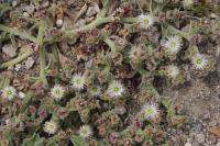 Kosmatec krystalový (Mesembryanthemum crystallinum) Kosmatec krystalový (Mesembryanthemum crystallinum)