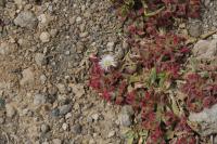 Kosmatec krystalový (Mesembryanthemum crystallinum) Kosmatec krystalový (Mesembryanthemum crystallinum)