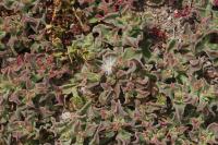 Kosmatec krystalový (Mesembryanthemum crystallinum) Kosmatec krystalový (Mesembryanthemum crystallinum)