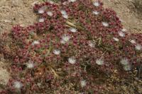 Kosmatec krystalový (Mesembryanthemum crystallinum) Kosmatec krystalový (Mesembryanthemum crystallinum)