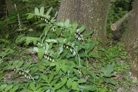 Kokořík mnohokvětý (Polygonatum multiflorum)