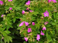 Kakost oddenkatý (Geranium macrorrhizum)